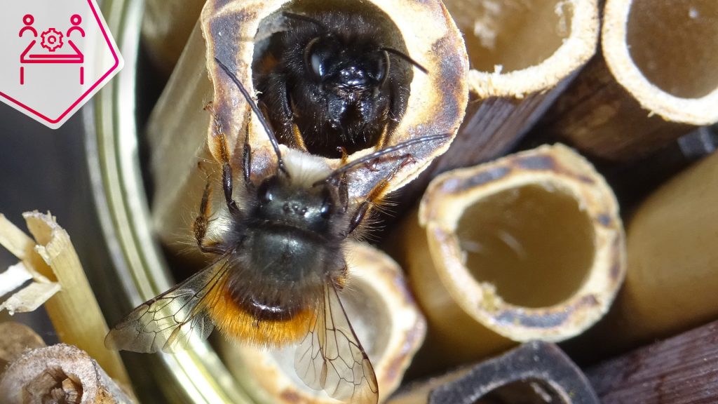 Wildbienen zu Hause unterstützen - Bau von Wildbienennisthilfen